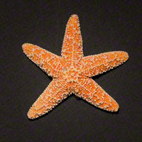 Commercial Photography Fromia Starfish