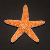 Commercial Photography Fromia Starfish
