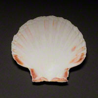 Commercial Photography Sea Scallop