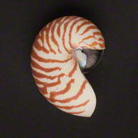 Commercial Photography Tiger Nautilus